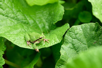 Green frog sitting on a leaf. Common tree frog or arborea (Hyla arborea)