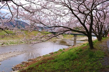 春　さくら　川　道　橋　杤木　風景