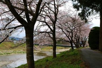 Fototapeta na wymiar 春　さくら　川　道　橋　杤木　風景