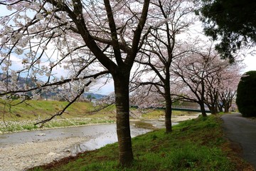 春　さくら　川　道　橋　杤木　風景