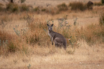 Känguru auf braunem Hintergrund