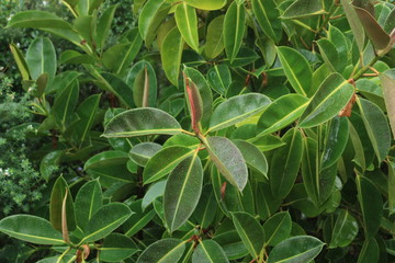green plant in the garden