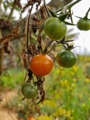 Tomato Hanging on the Plant