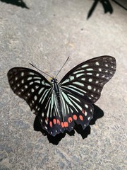 Fototapeta na wymiar butterfly on a green background