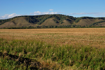 Yellow field with mountains and forest far away and blue sky. Cultivated area with trees. Agriculture