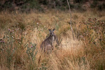 Kangoroo in Gras