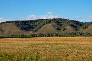Obraz premium Yellow field with mountains and forest far away and blue sky. Cultivated area with trees. Agriculture