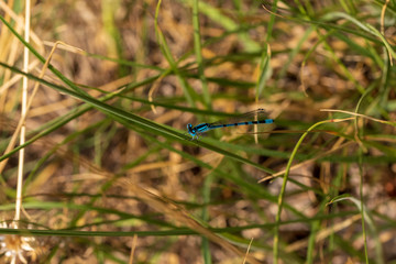 eine blaue Libelle