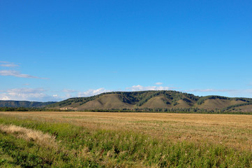 Yellow field with mountains and forest far away and blue sky. Cultivated area with trees. Agriculture