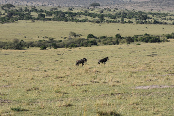 View of Maasai Mara, Kenya