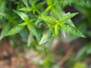 Thai herbs King of Bitter scientific name Andrographis paniculate Burm, Fah Talai john, green vegetable tree plant blooming in garden