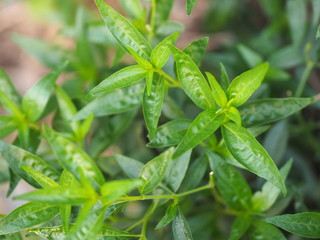 Thai herbs King of Bitter scientific name Andrographis paniculate Burm, Fah Talai john, green vegetable tree plant blooming in garden