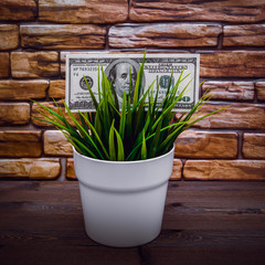 A hundred dollars and a plant, the concept of growth.