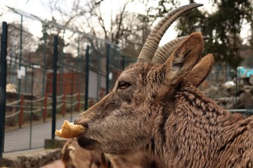 Mountain goat in the zoo holds a piece of bread in his mouth.