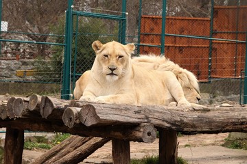 White lioness and sleeping white lion at the zoo.