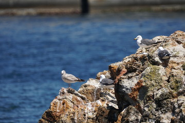 A herd of seagull nesting on a rock