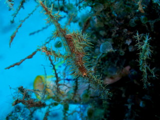 The amazing and mysterious underwater world of Indonesia, North Sulawesi, Manado, sea horse