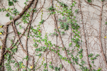 Coat bottons plant creeping on concrete wall