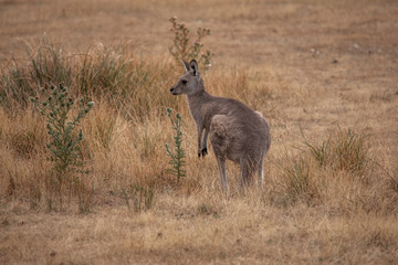 Känguru brauner Hintergrund