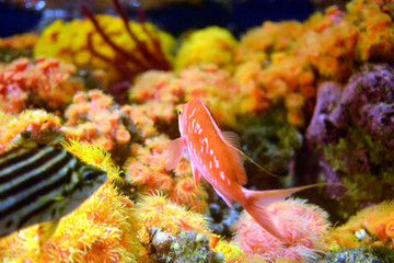 長い尾びれが美しいサクラダイとジュウジキサンゴとイボヤギ（日本の新江ノ島水族館）