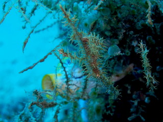 The amazing and mysterious underwater world of Indonesia, North Sulawesi, Manado, sea horse