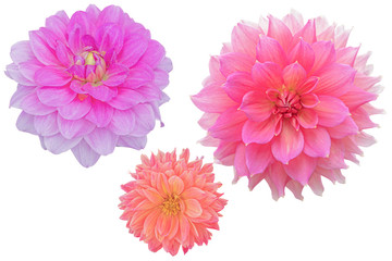 Pink Dahlia flower on white background. Photo with clipping path.