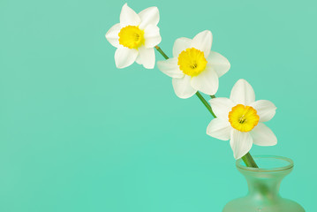 Three white daffodils on a blue background.