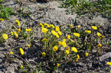 In spring yellow flowers bloomed Coltsfoot (Tussilago farfara) in the sunlit soil