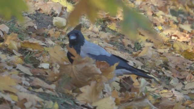A gray crow turns over dead leaves in search of insects. Feeding behavior of birds. Super slow motion 1000 fps