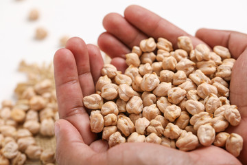 Uncooked dried chickpeas in hand