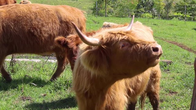 Brown Fluffy Highland Cows With Large Horns Free Range In A Farm Field Full Of Green Grass In The Sunshine