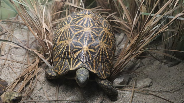 An endangered species of the wild Radiated Tortoise.