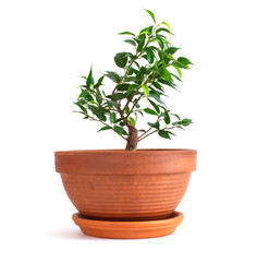 Ficus plant shaped like a bonsai in a brown clay pot on a white isolated background.