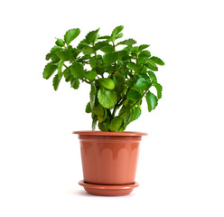 Kalanchoe plant in a brown plastic pot on a white isolated background.