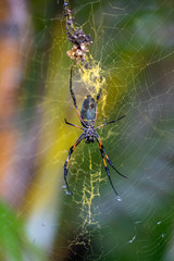 Araignée Néphila inaurota dans les hauts de la Réunion