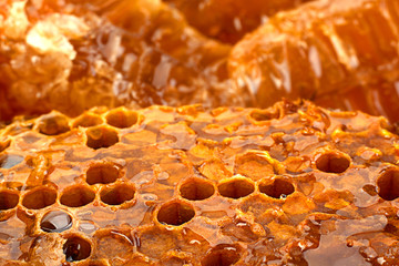 Honeycomb slice closeup background