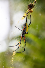 Araignée Néphila inaurota dans les hauts de la Réunion