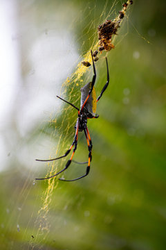 Araign&eacute;e N&eacute;phila inaurota dans les hauts de la R&eacute;union