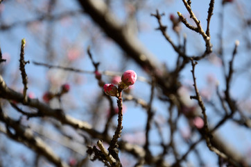蕾