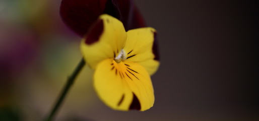 Yellow Johnny Jump up flower Viola tricolor in Latin macro 