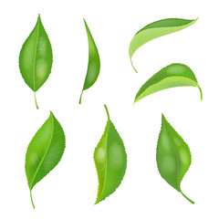 Green tea leaf collection set. Vector illustration