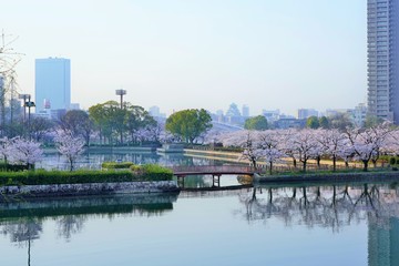 大阪・桜ノ宮の桜