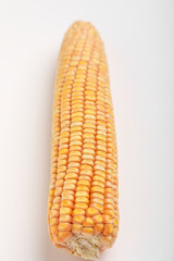 Dried corn seed on white background. Grains of ripe corn.