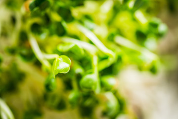 Microgreen. radish sprouts on the rustic background. Selective focus. Shallow depth of field.