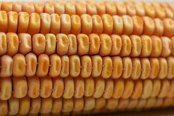 Close up of Dried corn seed , Grains of ripe corn.