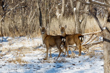 Leopard Land National Park. A beautiful red deer looks at the camera in the middle of a snowy forest. Wild forest deer.