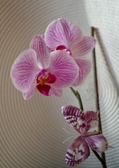 Naklejka na ściany i meble Orchidee