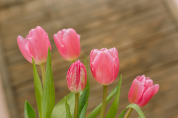 Bouquet of pink tulips on brown wooden background. Top view, copy space