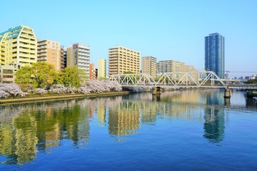 Fototapeta premium 大阪・桜ノ宮の桜