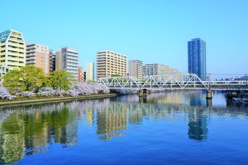 Fototapeta na wymiar 大阪・桜ノ宮の桜
